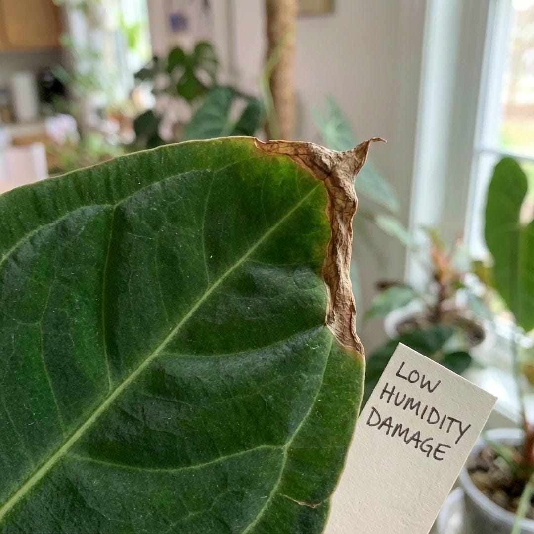 Leaf showing crispy brown edges caused by low humidity