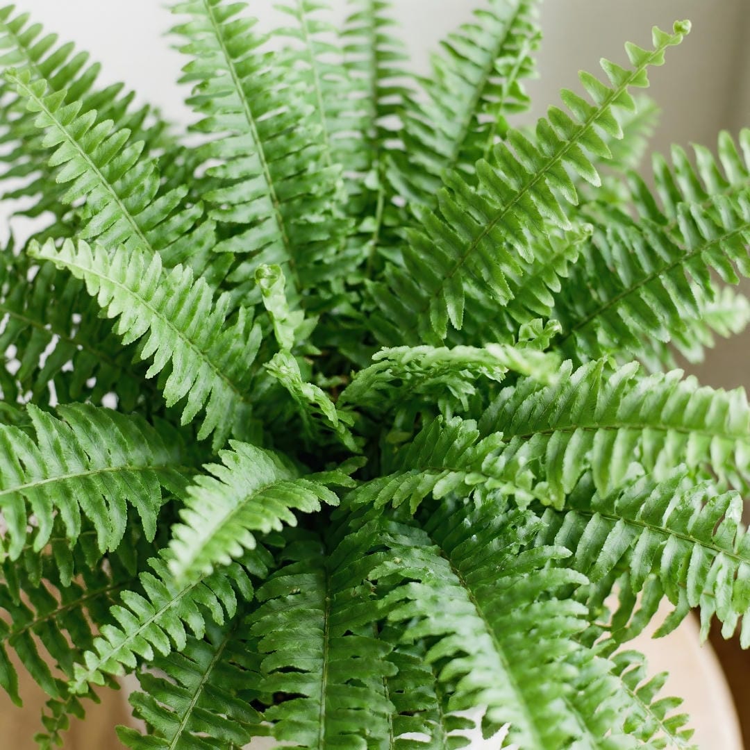 Close-up of Ariane Boston Fern showing dense compact fronds and fresh green color.