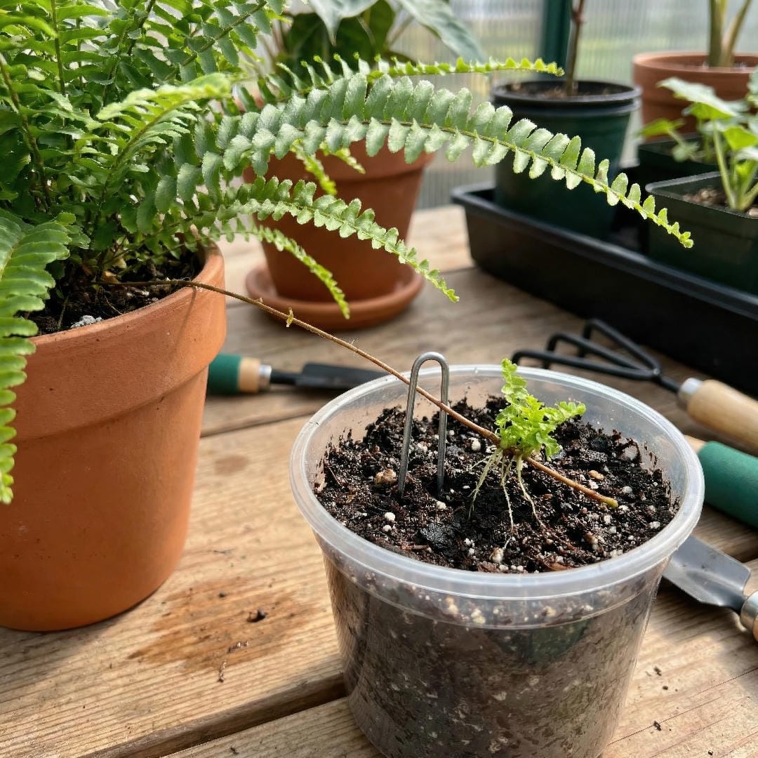 A Boston Fern runner pinned into soil to root as a new Ariane Boston Fern plant.