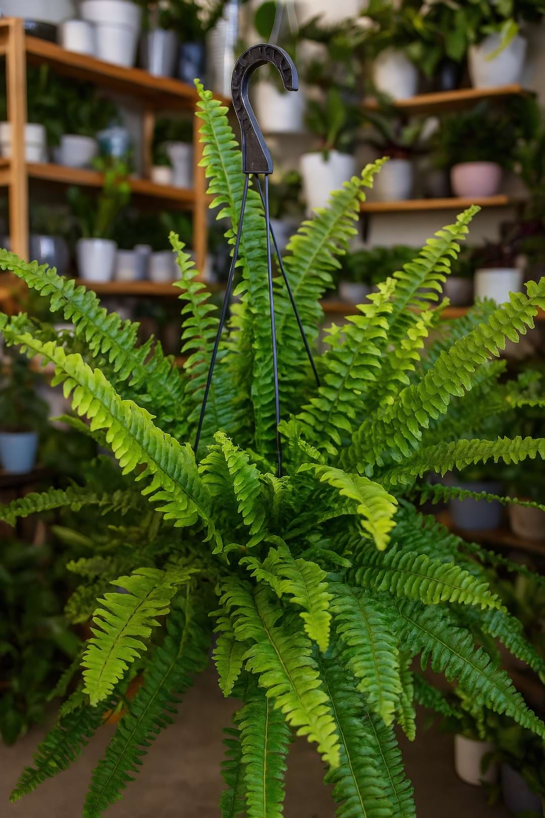 Ariane Boston Fern