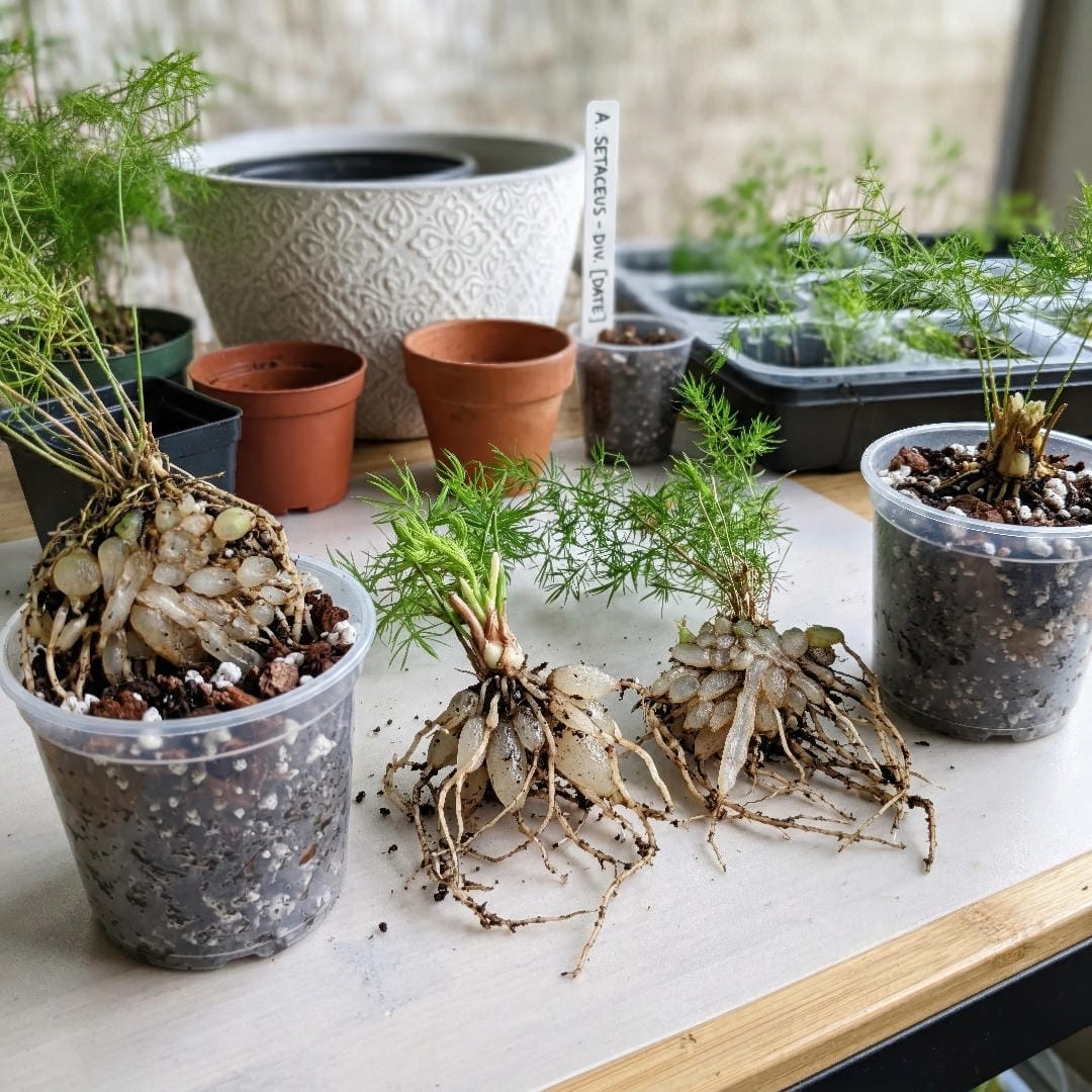 Asparagus Fern divided into smaller rooted sections ready for propagation.