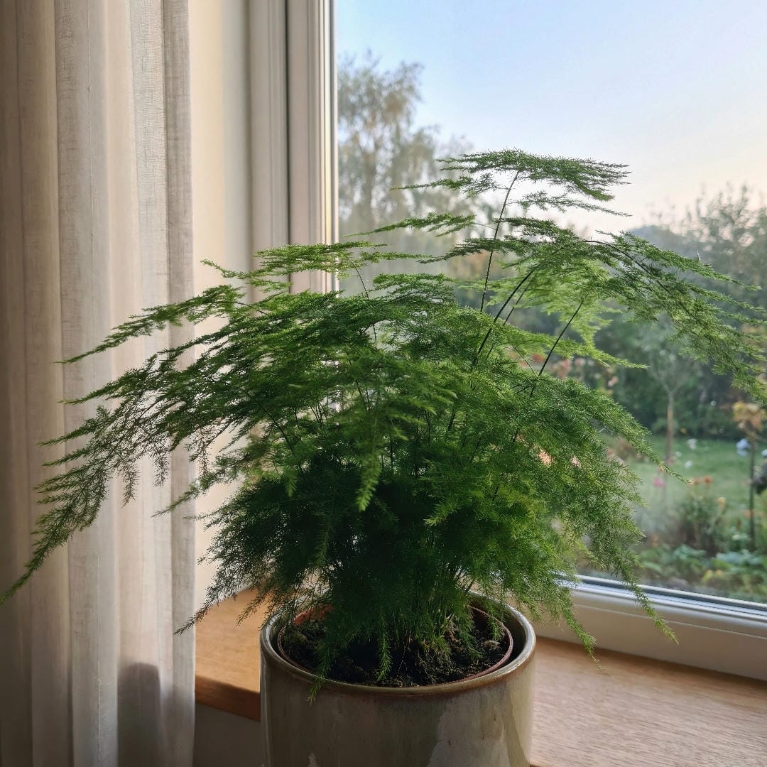 Ideal light conditions for Asparagus Fern.