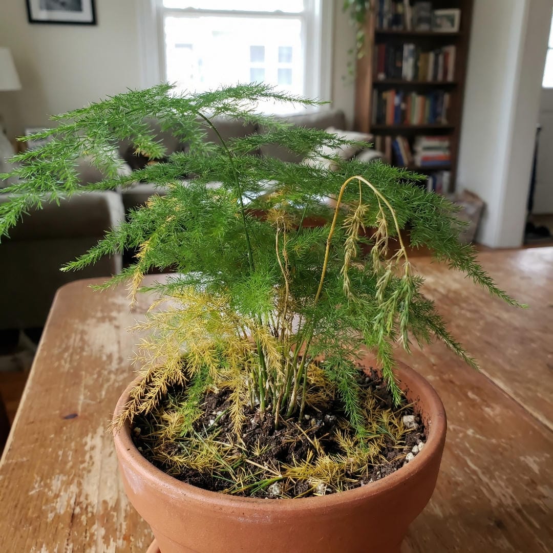 Asparagus Fern showing yellowing needle-like foliage from watering stress.