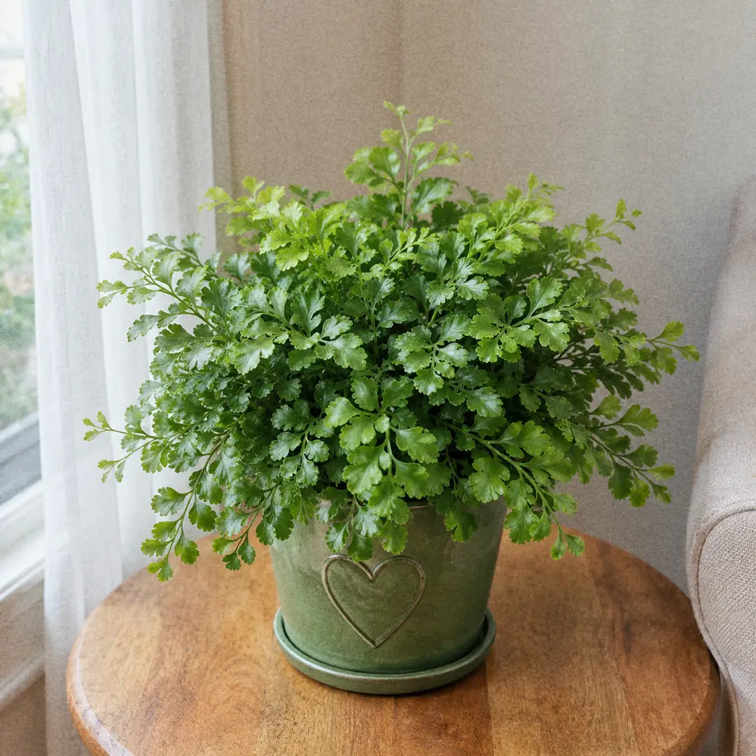 Austral Gem Fern