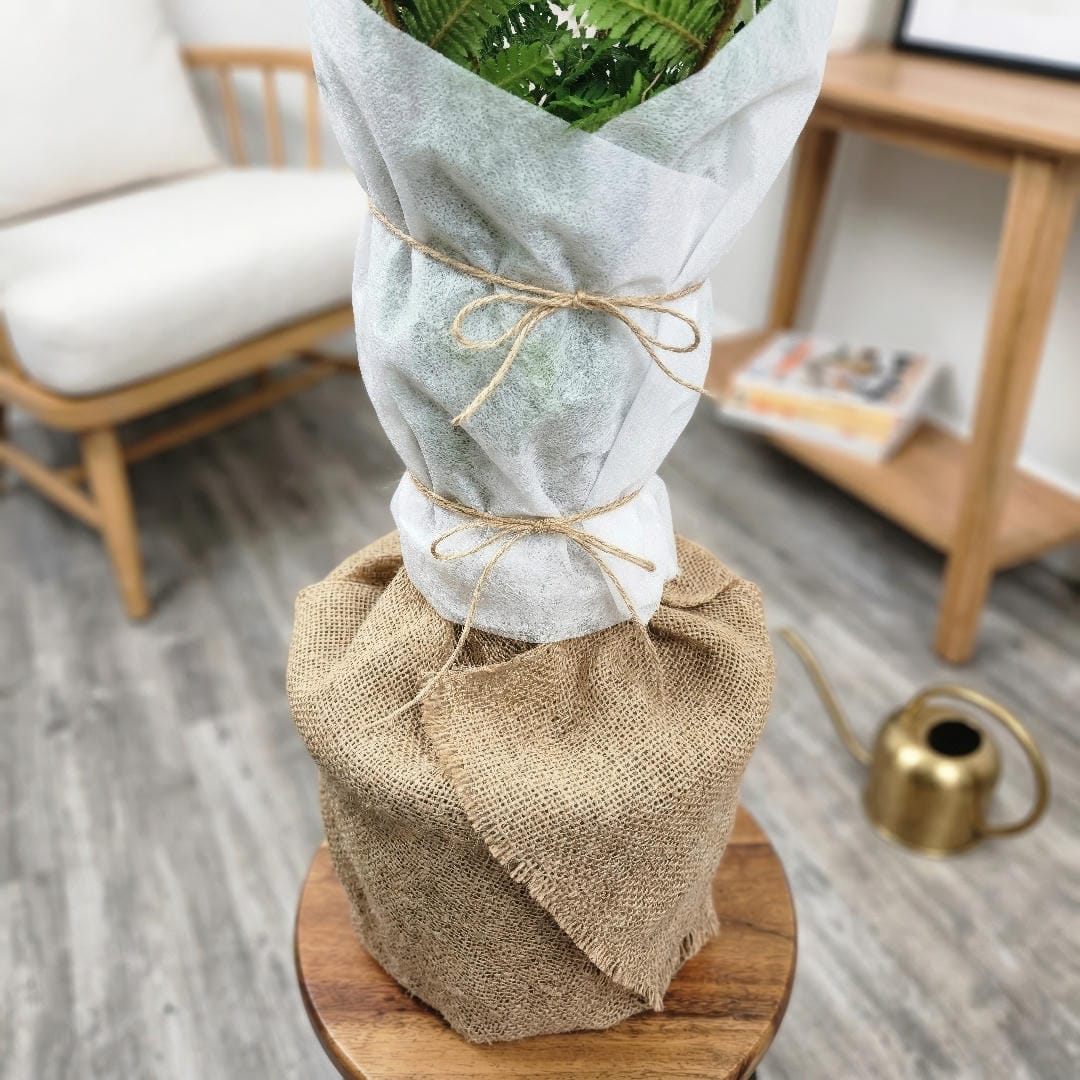 Container-grown Australian Tree Fern indoors in winter with cold protection and humidity support.
