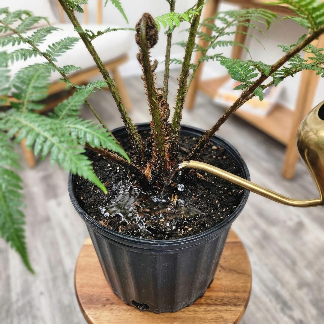 Australian Tree Fern being watered over both the soil and fibrous trunk.