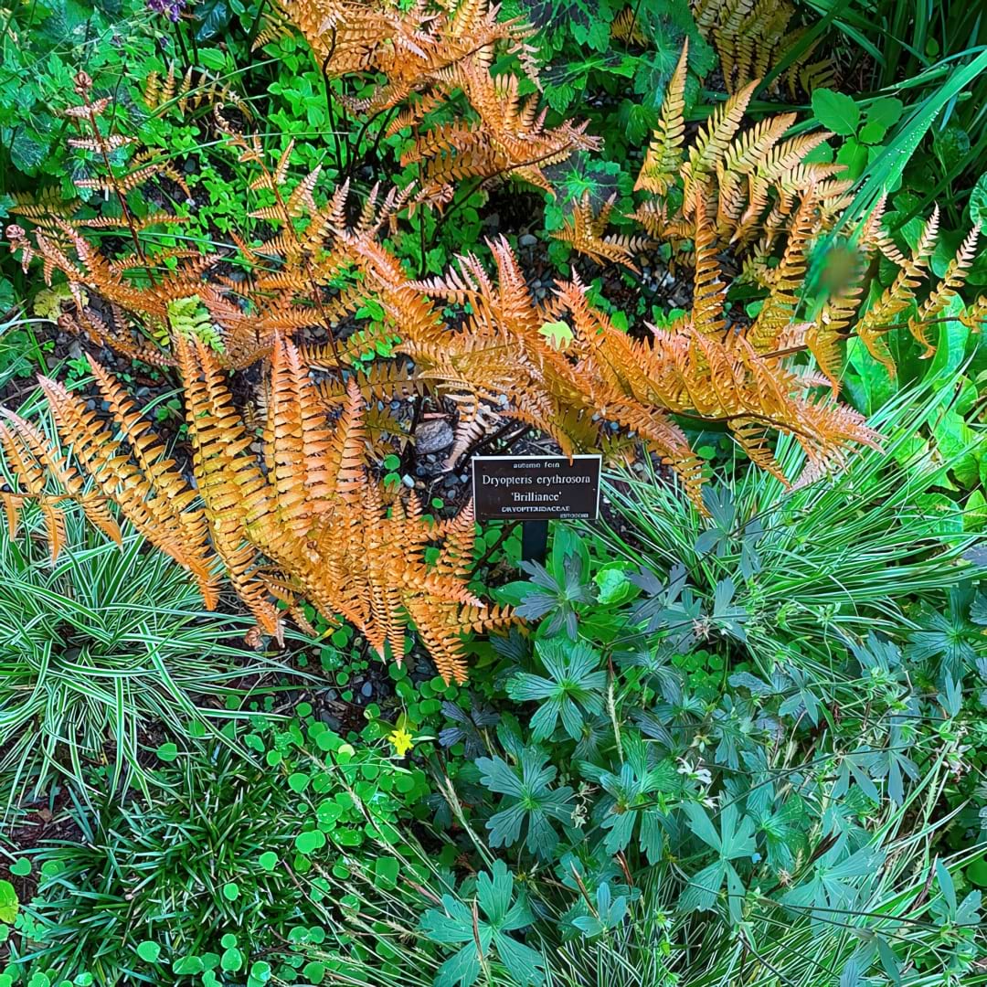 Autumn Fern 'Brilliance' variety displaying vibrant coppery-orange fronds in a garden setting with a plant tag.