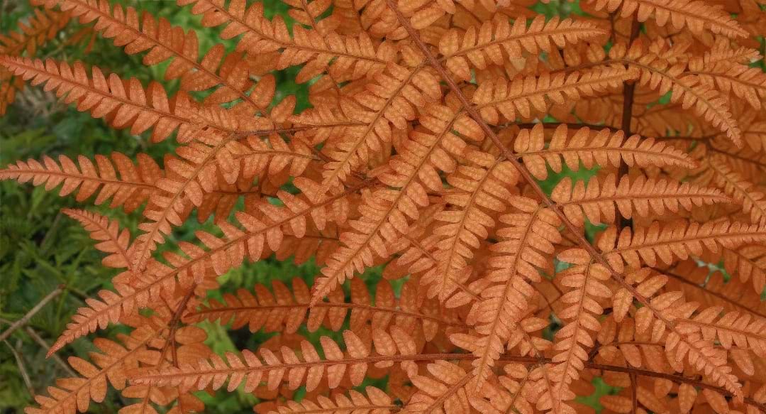 Close-up of the detailed texture and rich coppery-orange color of Autumn Fern fronds.