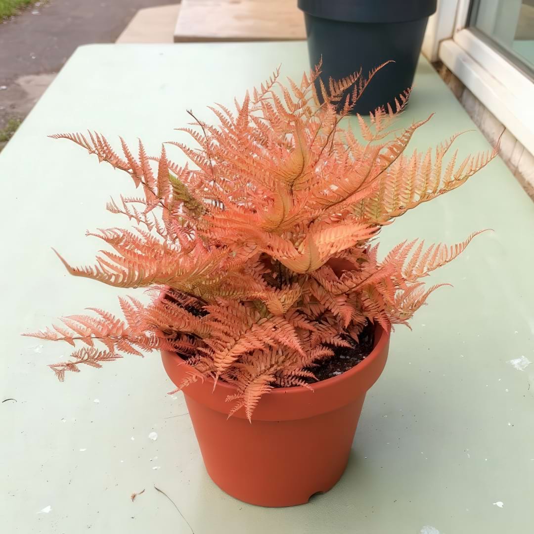 Potted Autumn Fern displaying vibrant pinkish-orange new fronds, ideal for indoor or patio display.