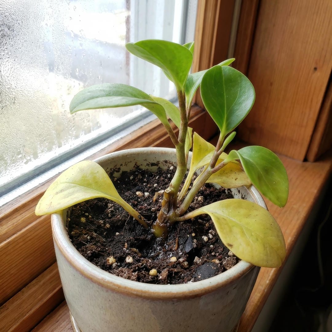 An overwatered Baby Rubber Plant with yellowing leaves and soft darkening stems near the soil line.