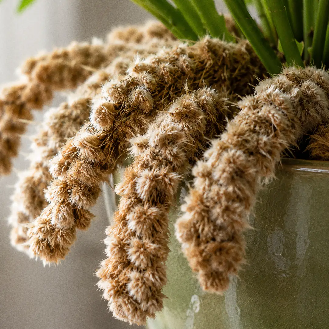 A macro close-up of the underside of a glossy leathery Bear's Paw Fern frond showing neat rows of round brown sori along the deeply lobed green leaf tissue