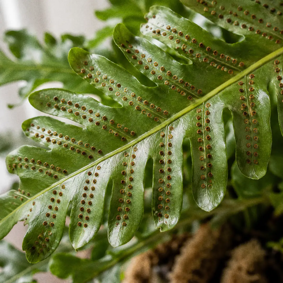 A macro close-up of the thick furry tan rhizomes of a Bear's Paw Fern crawling over the rim of a green ceramic pot with a heart motif, showing the dense scales that give the paws their fuzzy texture