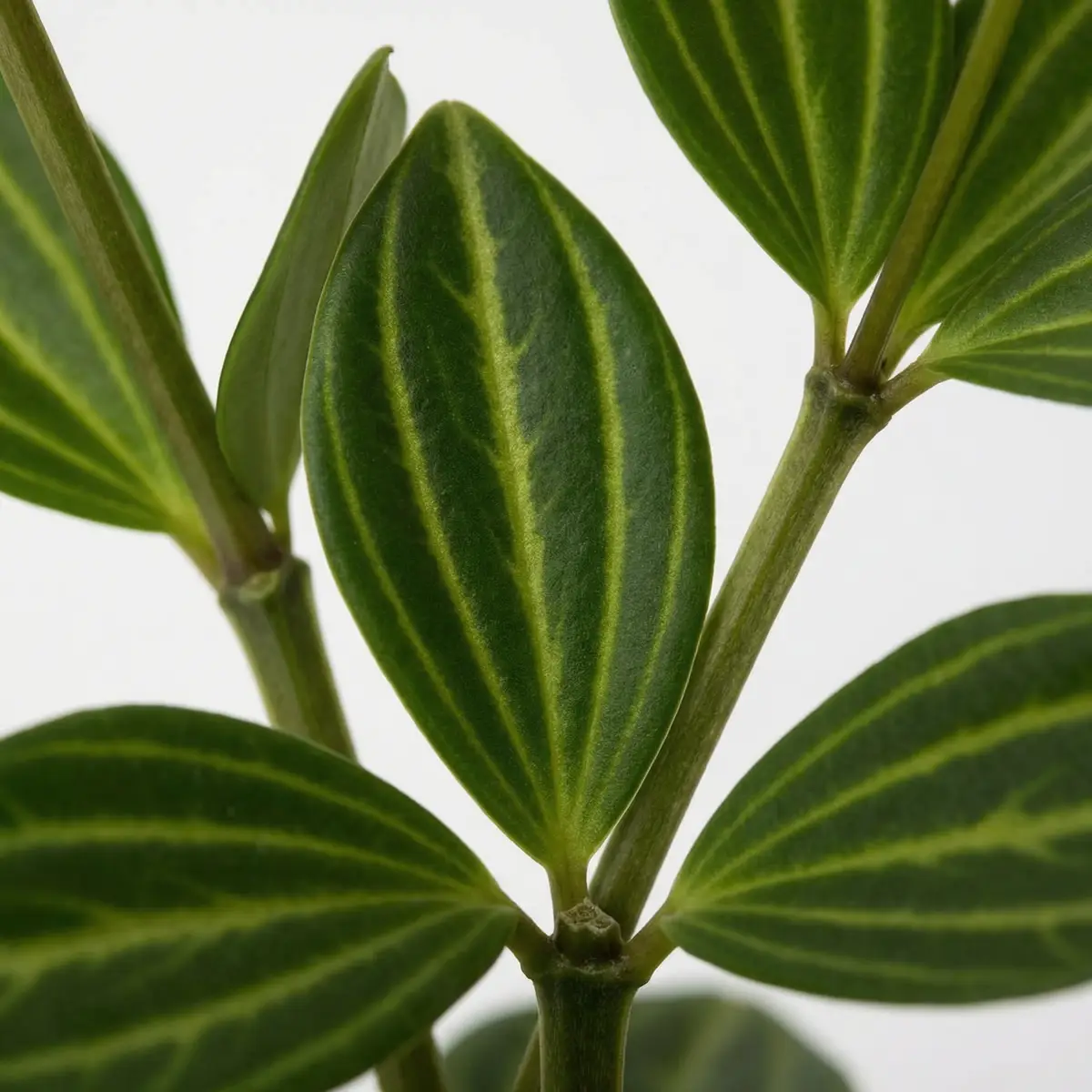 Macro close-up of Beetle Peperomia leaves showing striped oval leaves and four-angled angular stems