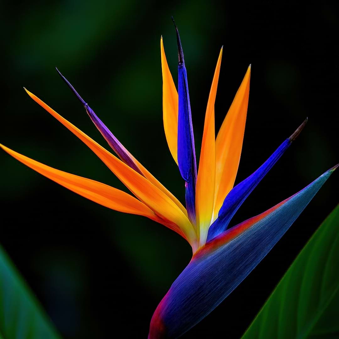 A vibrant, close-up photograph of the iconic orange and blue flower of the Strelitzia reginae against a dark background.