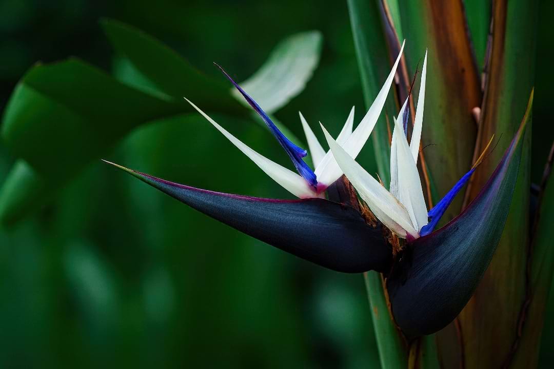 A stunning close-up of a White Bird of Paradise (Strelitzia nicolai) flower with its white sepals and blue tongue-like petal.