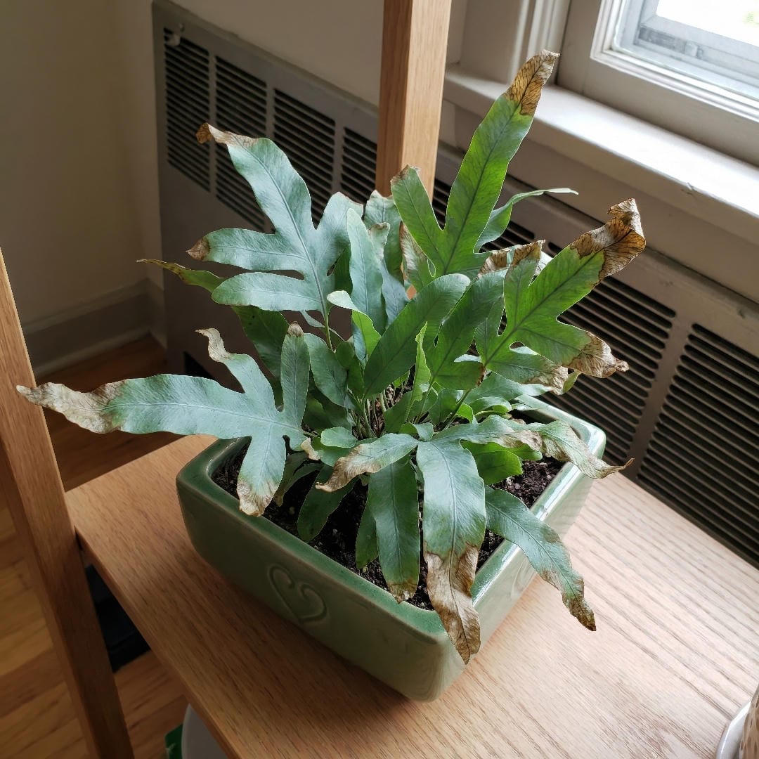 Blue Star Fern showing brown crispy tips and dulled fronds from dry indoor air while the rhizomes remain firm.