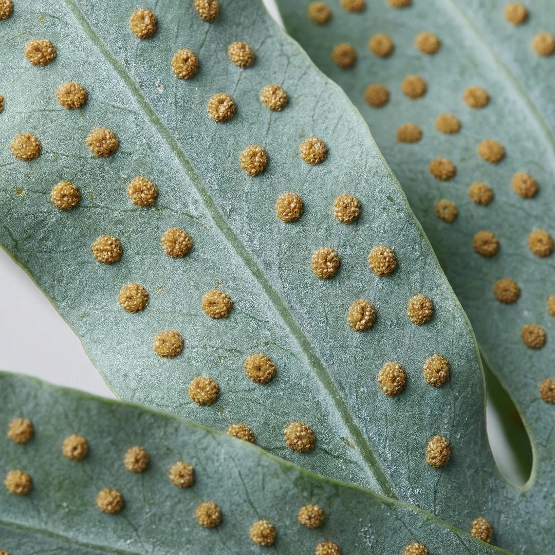 Macro close-up of the underside of a Blue Star Fern frond showing neat rows of golden brown sori on the blue-green leaf tissue.