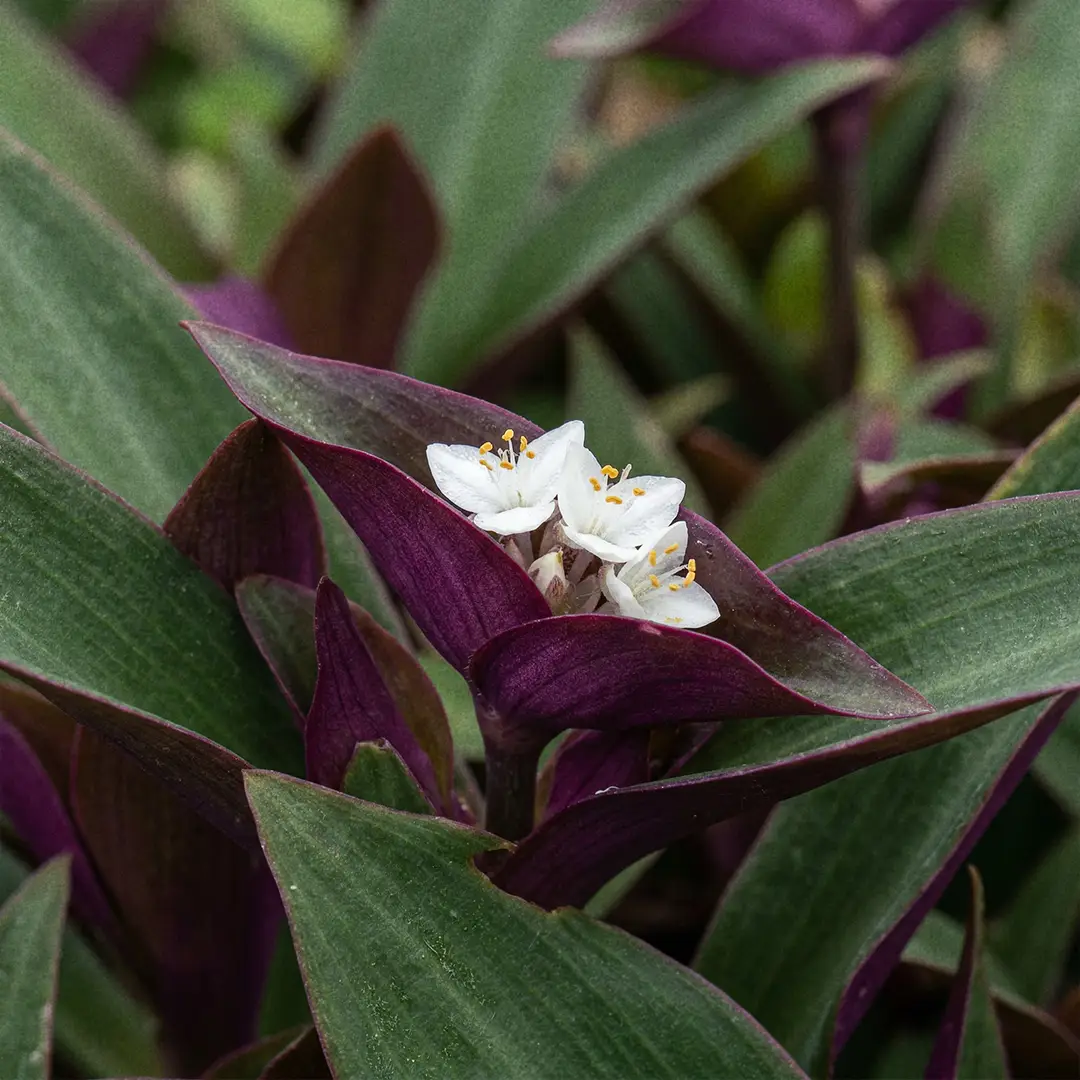Close-up of Boat Lily showing tiny white flowers nestled inside purple boat-shaped bracts between the upright leaves.