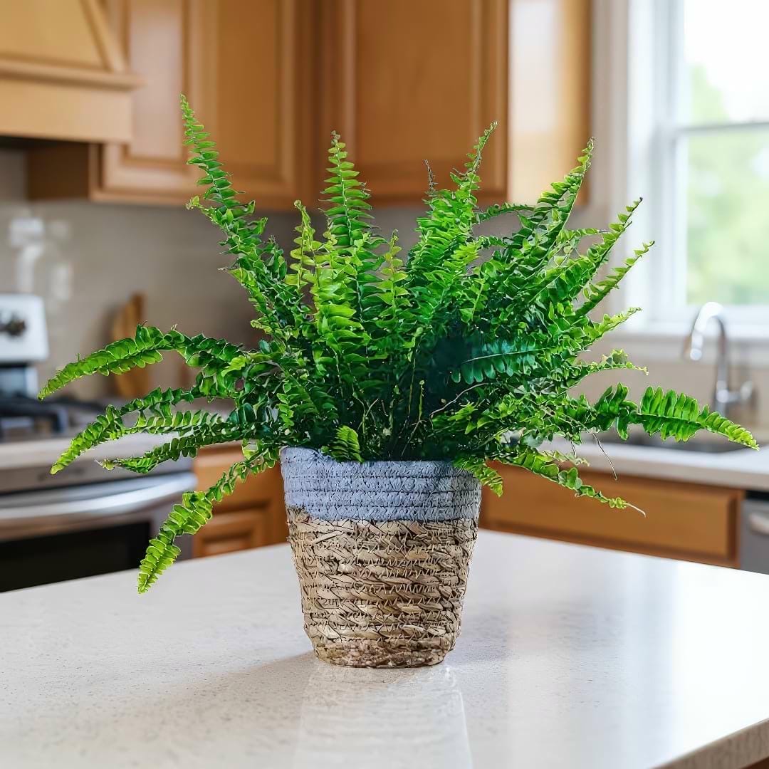 A healthy Boston Fern in a decorative woven pot on a kitchen counter, ready for routine care.