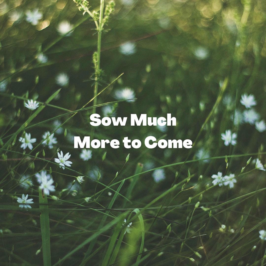 Nephrolepis exaltata ‘Bostoniensis’ with its classic gracefully arching, feathery green fronds.