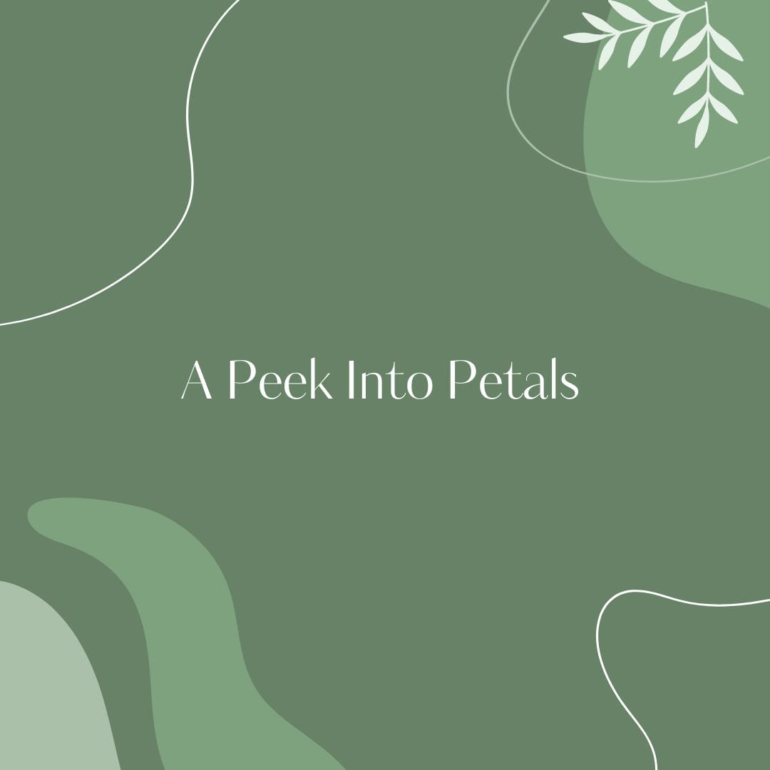 Nephrolepis exaltata ‘Compacta’ displaying its dense, smaller-statured form.