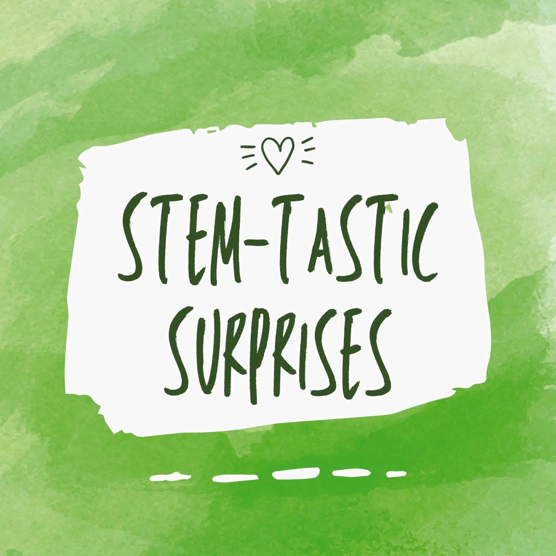 Nephrolepis exaltata ‘Emina’, also known as Dragon Tail Fern, with its unique twisted and crested fronds.