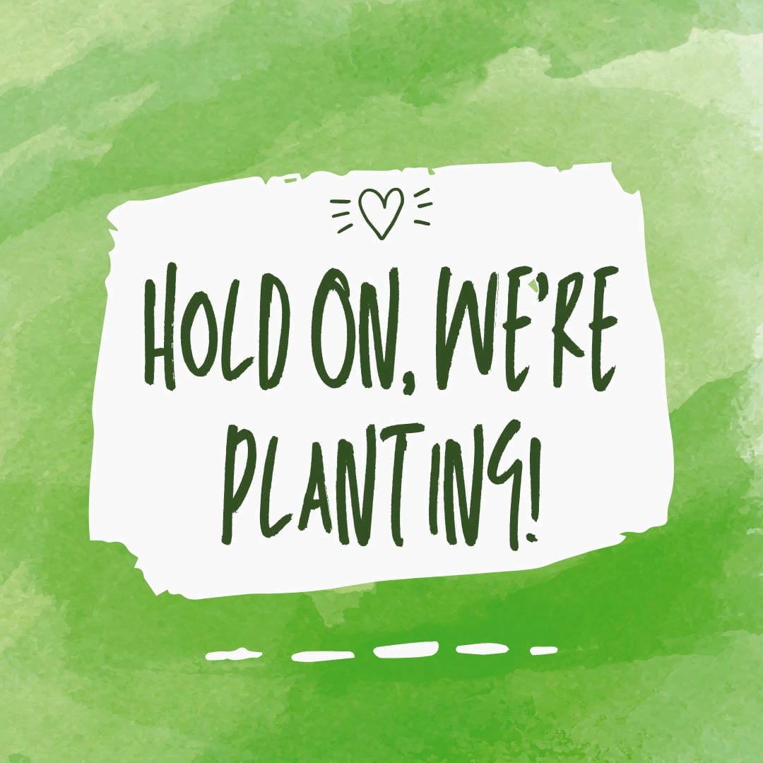 Nephrolepis exaltata ‘Green Fantasy’ showcasing its lush, imaginative frond structure.