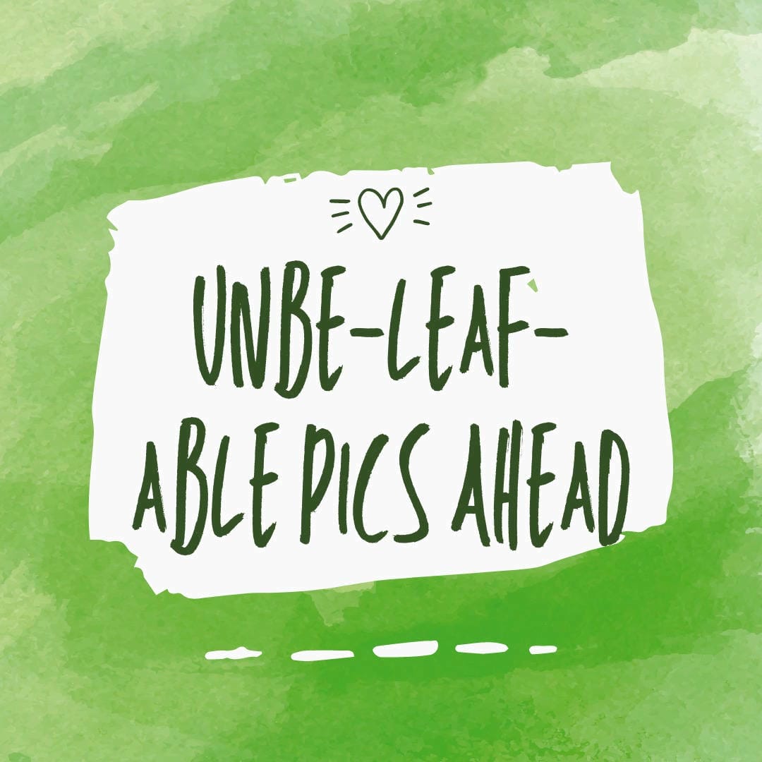 Nephrolepis exaltata ‘Green Moment’ with its lush, vibrant green, and gracefully arching fronds.