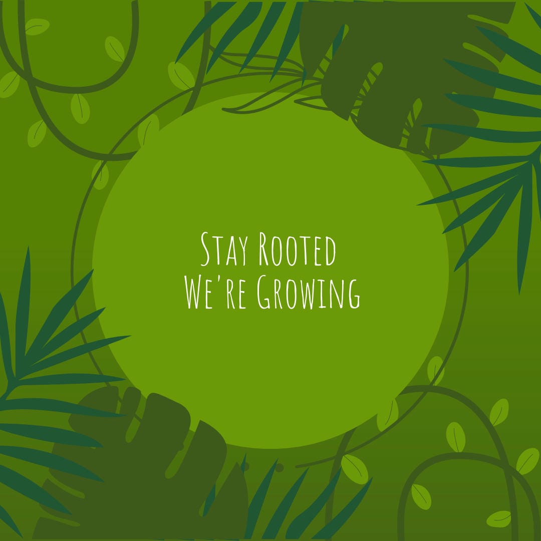 Nephrolepis exaltata ‘Kimberly Queen’ with its upright, sword-like, dark green fronds.