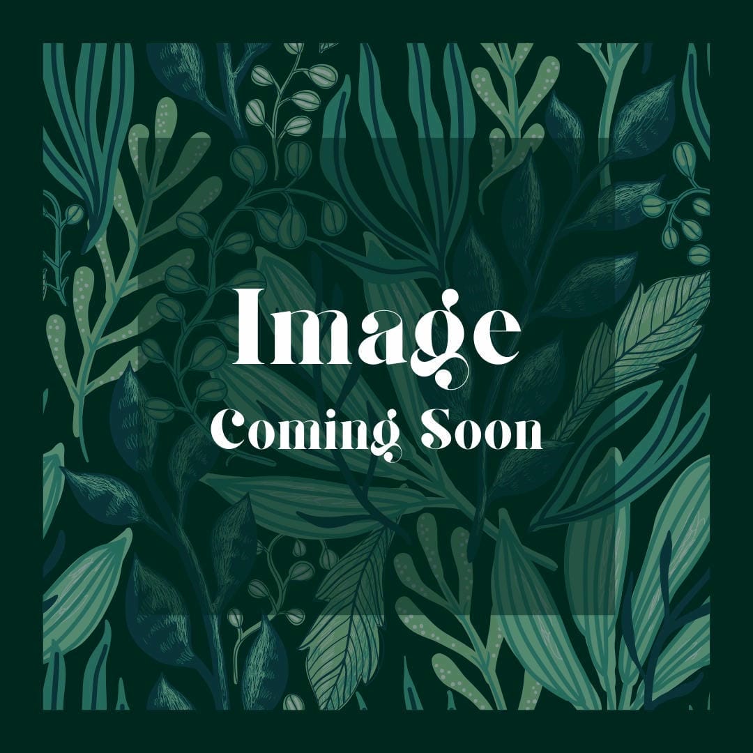 Nephrolepis exaltata ‘Massii’ showcasing its dense and often more upright fronds.