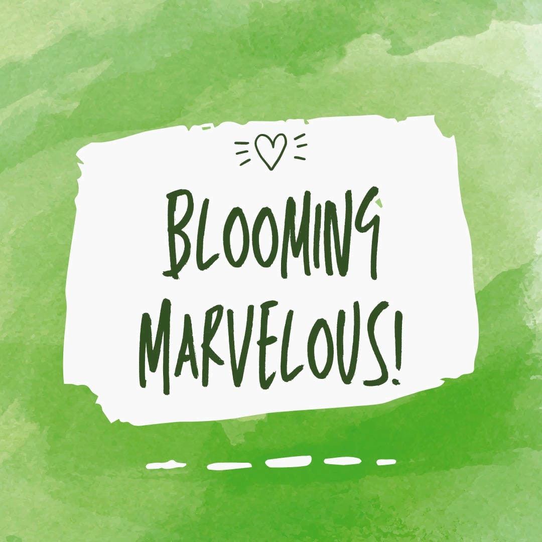 Nephrolepis exaltata ‘Montana’ featuring its robust and somewhat upright fronds.