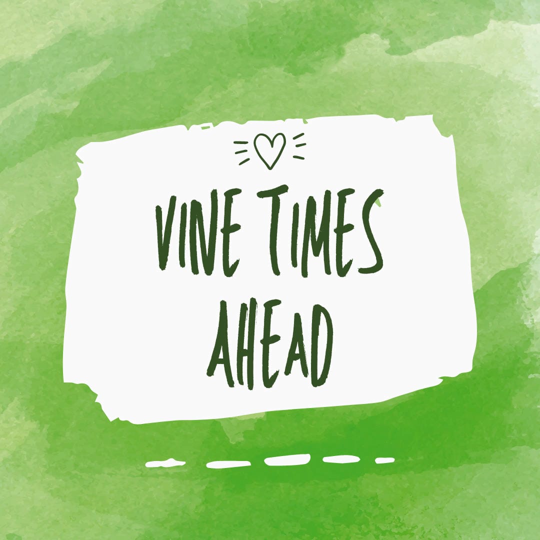 Nephrolepis exaltata ‘Suzi Wong’ with its delicate, finely cut, pale green fronds.