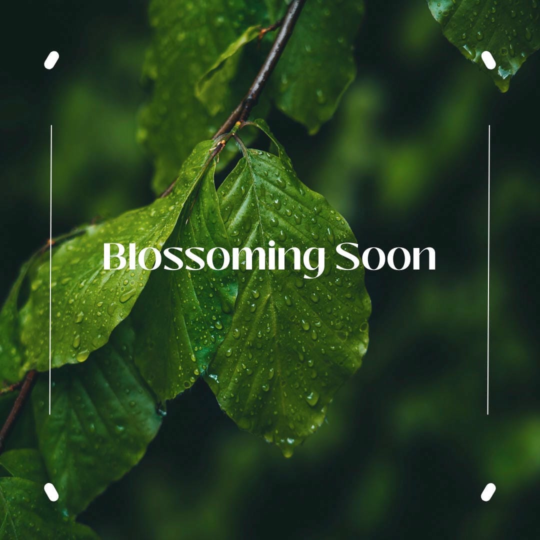 Nephrolepis exaltata ‘Teddy Junior’, a compact fern with soft, slightly ruffled fronds.