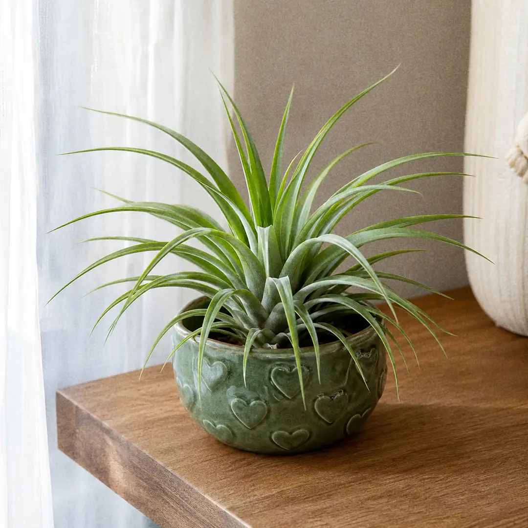 Complete Guide to Brachycaulos Air Plant Care and Growth