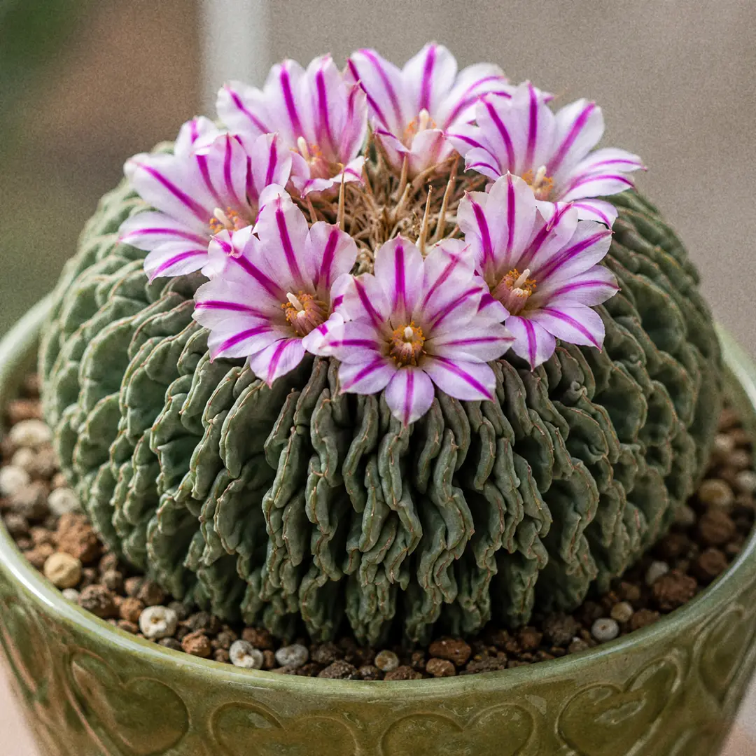 A macro close-up of a Brain Cactus in flower, showing small funnel-shaped blooms with white to pale lilac petals each split by a bold magenta midstripe, opening from the crown of the wavy-ribbed body, sharp focus on the flowers with the ribs softly out of focus