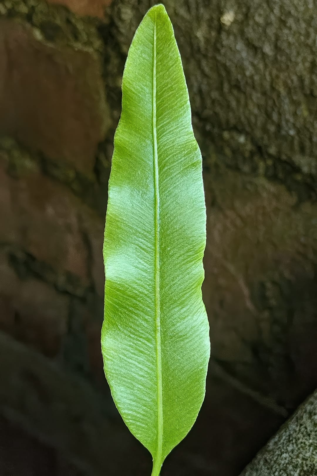 A close-up shot of the detailed, feather-like texture of a Brake Fern's fronds.