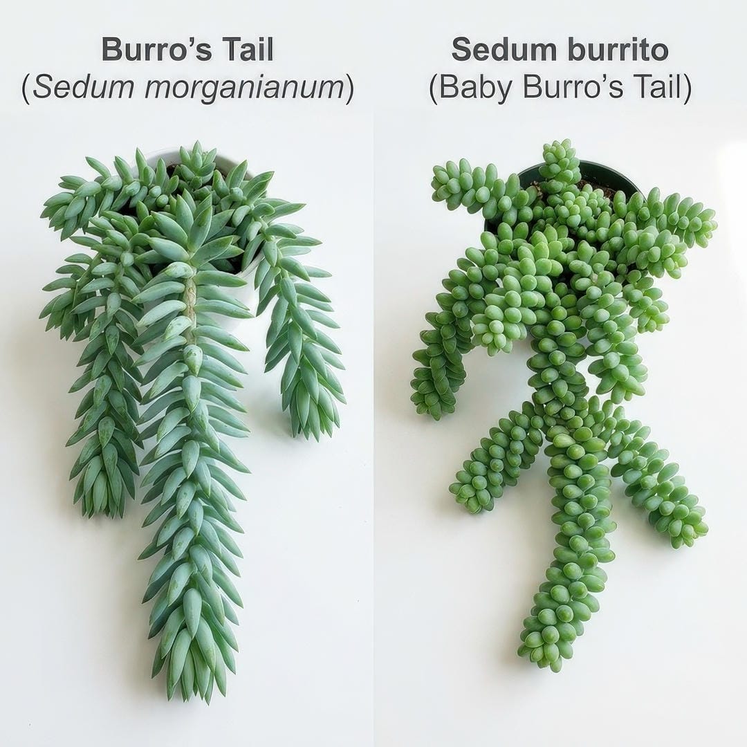 Side-by-side comparison of Burro's Tail with longer pointed teardrop leaves and Sedum burrito with shorter rounder jelly-bean-shaped leaves.
