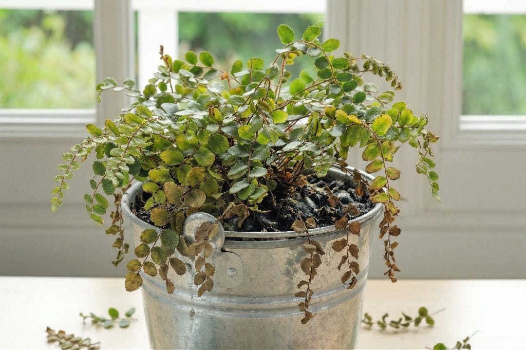 A stressed Button Fern removed from its pot showing yellowing fronds and dark mushy roots from chronic overwatering.