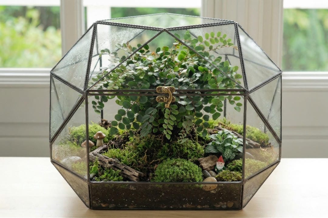 Button Fern displayed inside a bright glass terrarium with moss, stones, and other small humidity-loving plants in a woodland-style arrangement.