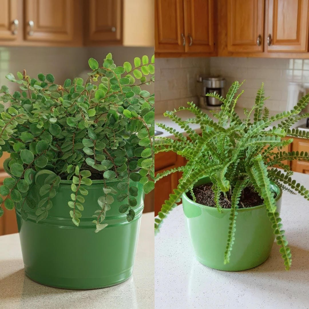 Side-by-side comparison of true Button Fern with darker leathery round leaflets and Lemon Button Fern with softer lighter green fronds.