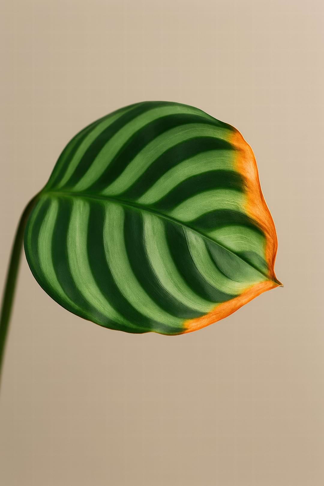 A close-up of a Calathea orbifolia leaf with signature brown and crispy edges from low humidity.