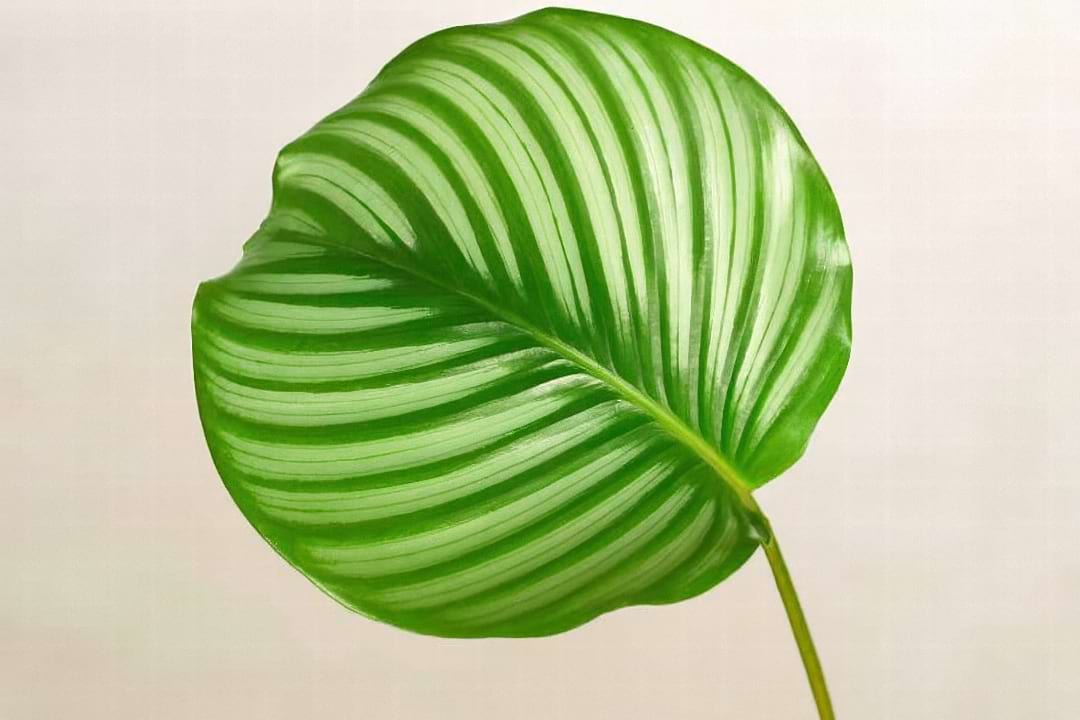 A detailed close-up of a Calathea orbifolia leaf, showing the intricate silver and green stripes.