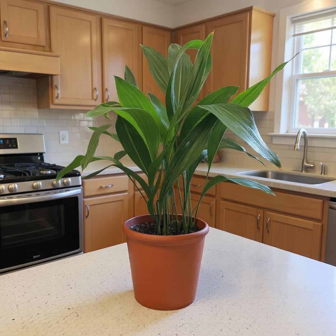 A Cast Iron Plant in a simple terracotta pot brings a touch of green to a bright kitchen counter.