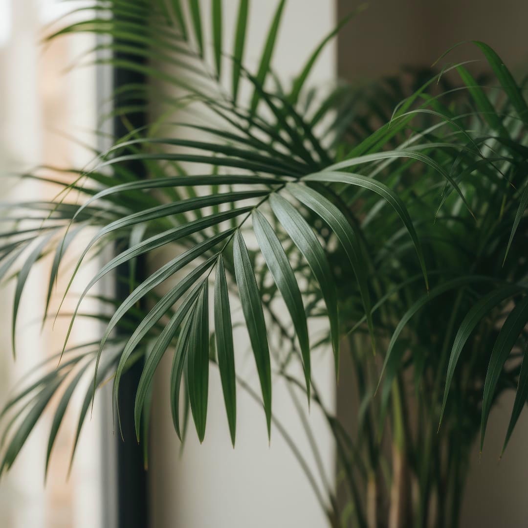 A close-up of the Cat Palm's elegant, feathery green fronds.