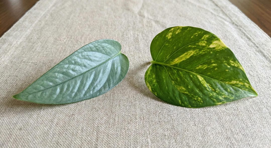 Side-by-side comparison of Cebu Blue Pothos and Golden Pothos leaves