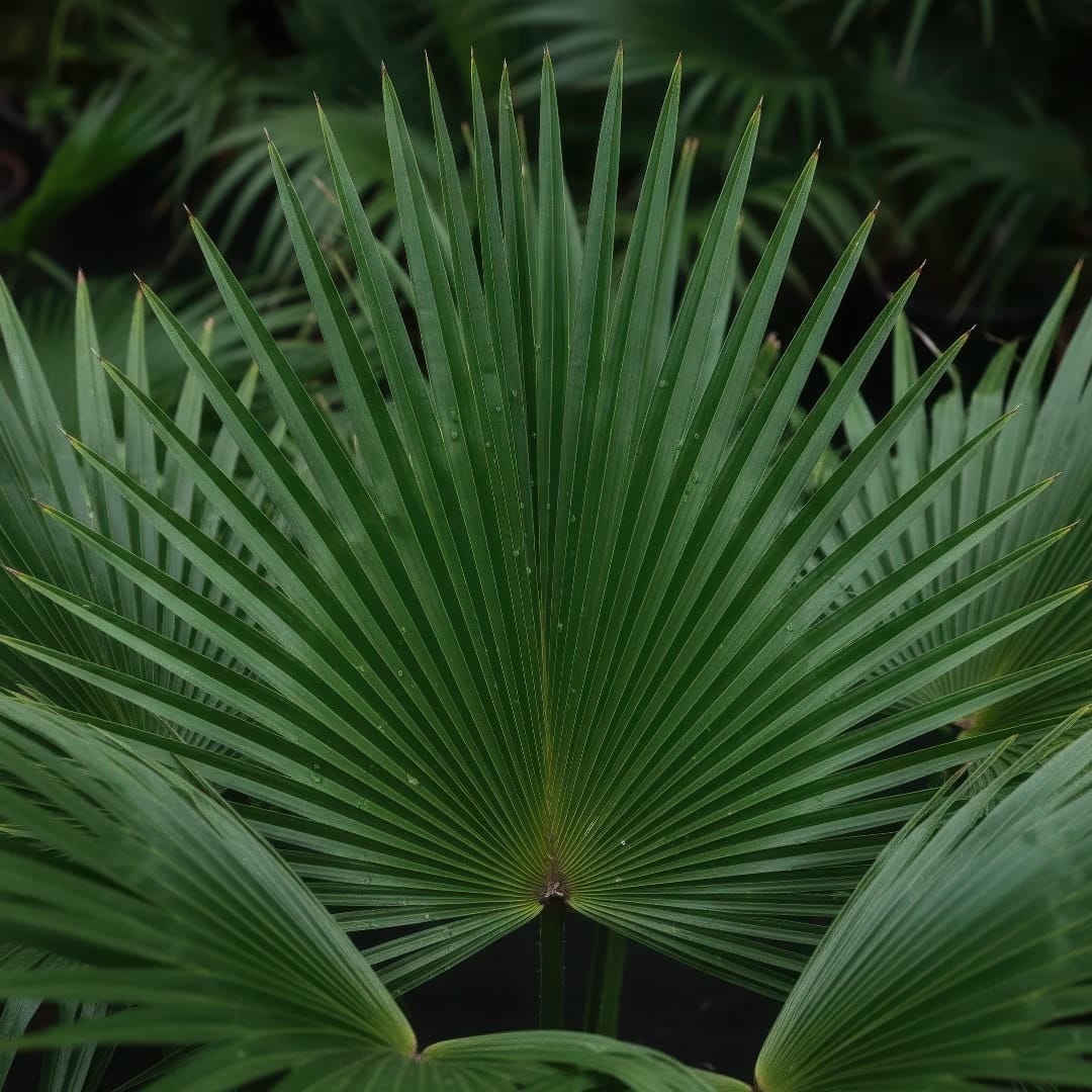 A close-up shot of a Chinese Fan Palm frond, showing the detailed texture and segments of the leaf.
