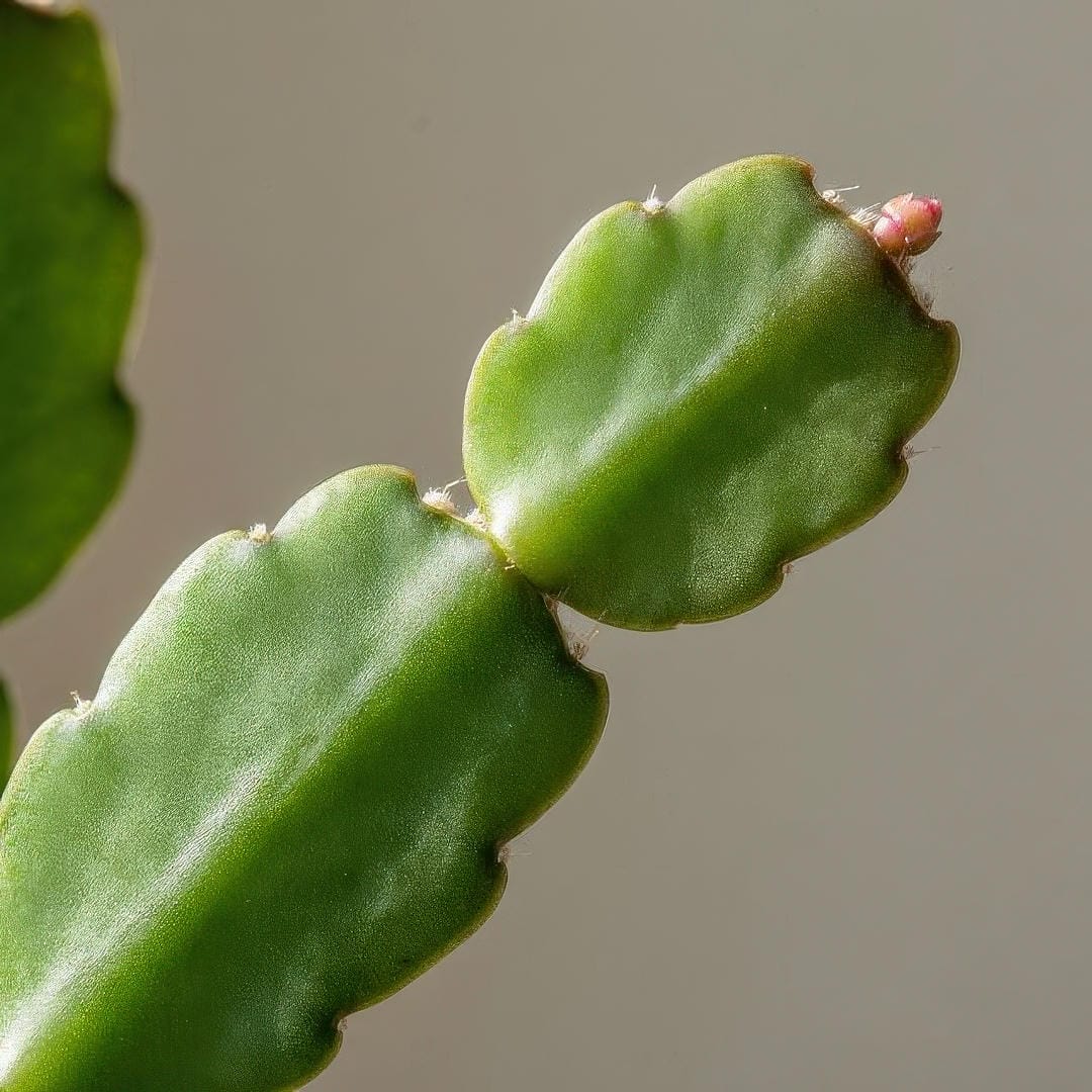 Close-up of Christmas Cactus stem segments showing the flat phylloclades with scalloped edges and the point where new segments branch