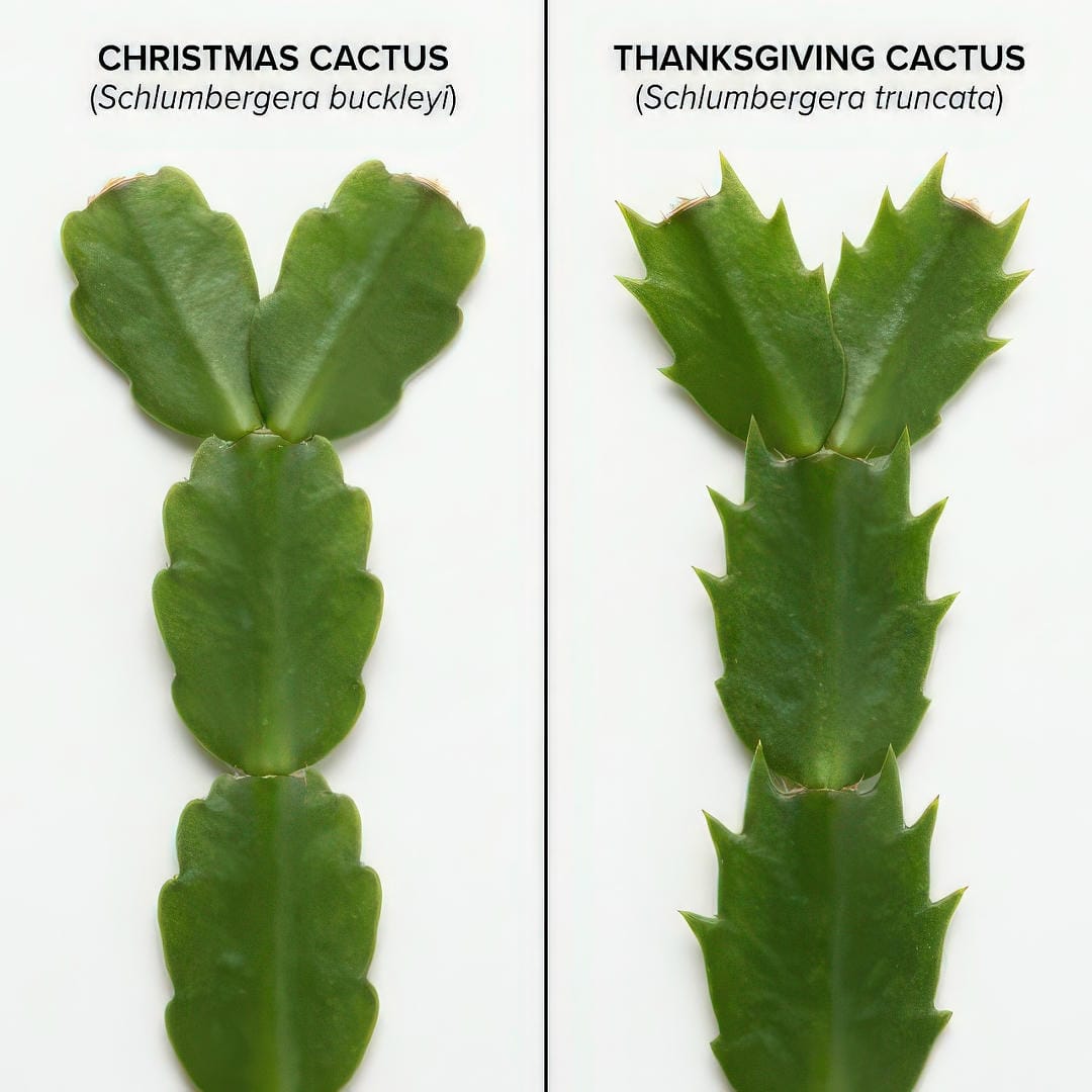 Side-by-side comparison showing the rounded scalloped segments of Christmas Cactus next to the pointed claw-shaped segments of Thanksgiving Cactus