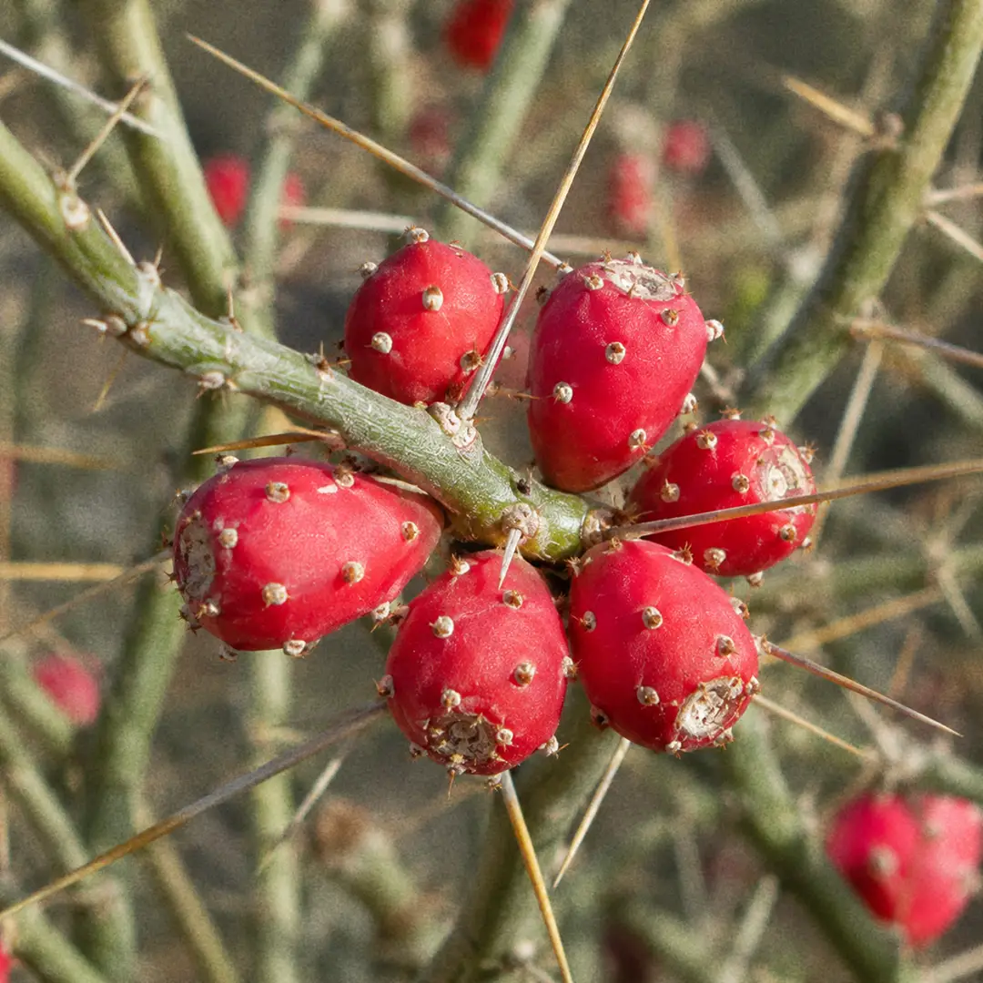 A macro close-up of bright scarlet-red Christmas Cholla berries clustered along a bare pencil-thin green stem, glowing against a softly blurred desert background