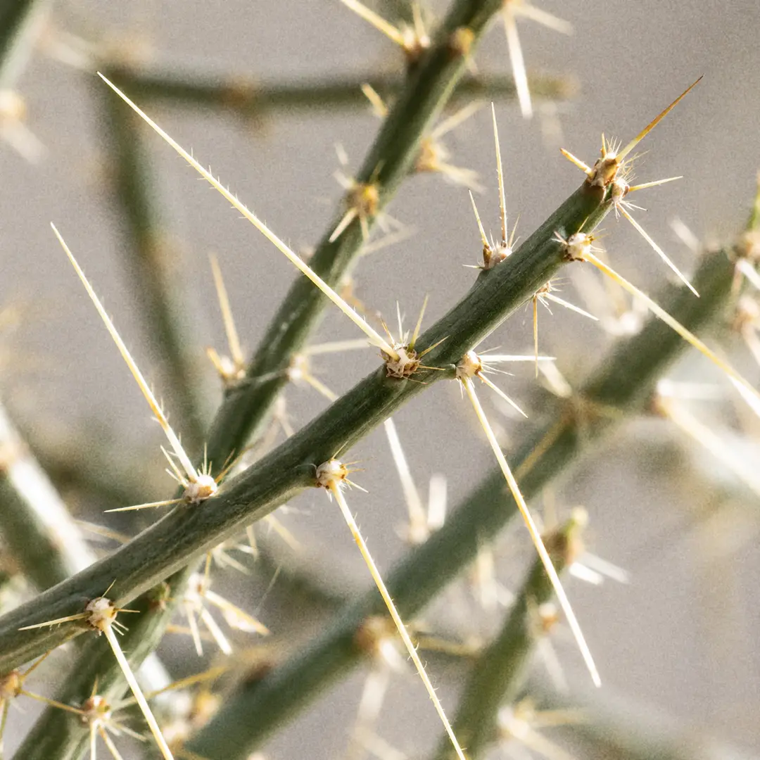 A macro close-up of Christmas Cholla stems showing the slender pencil-thin cylindrical green joints armed with long, thin, needle-like barbed spines and tufts of tiny glochids at each areole